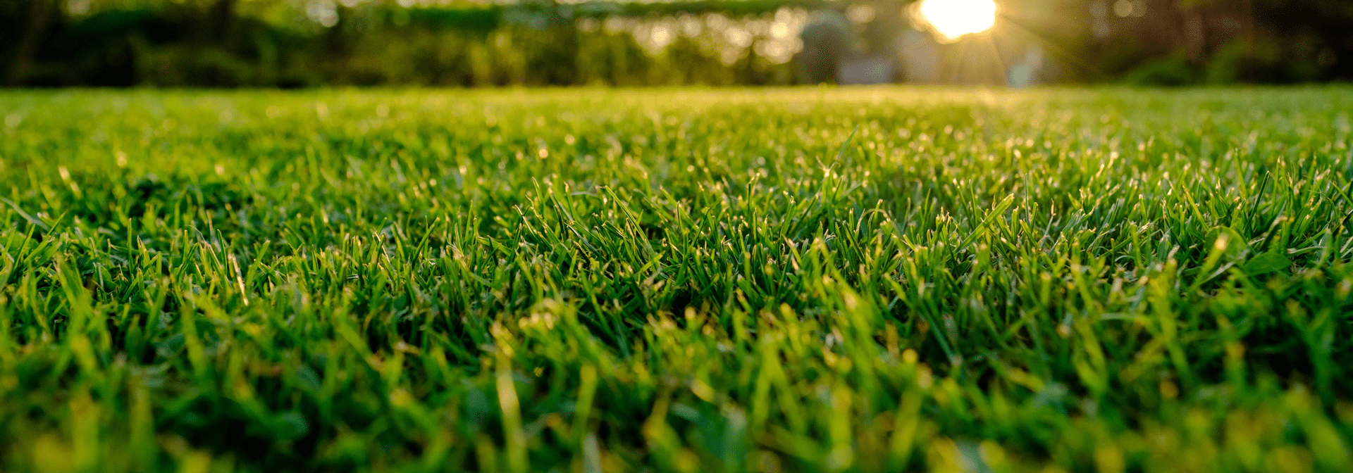 Why and When You Should Aerate Your Lawn
